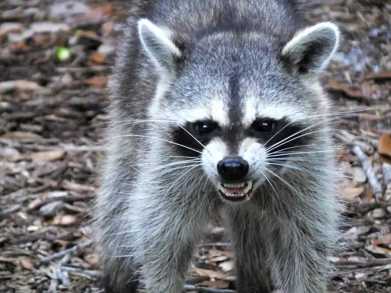 Are Raccoons Dangerous