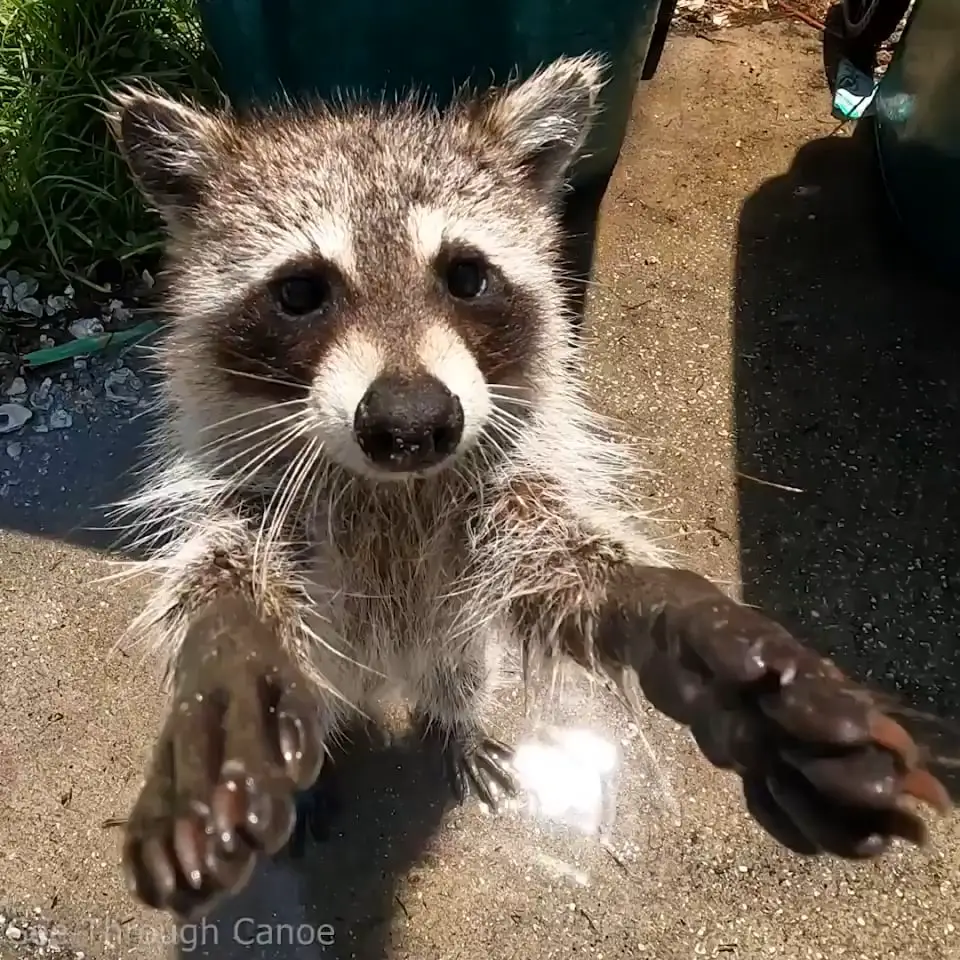 Are Raccoons Nocturnal