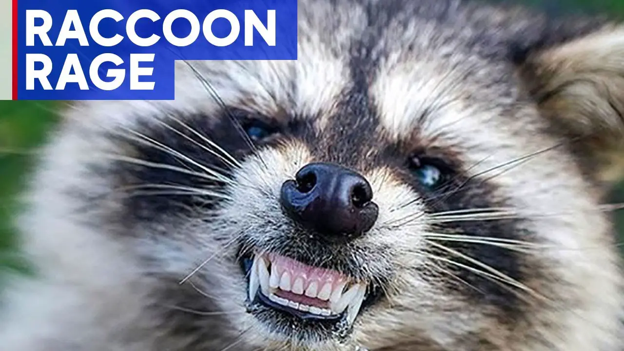 Do Raccoons Attack Humans