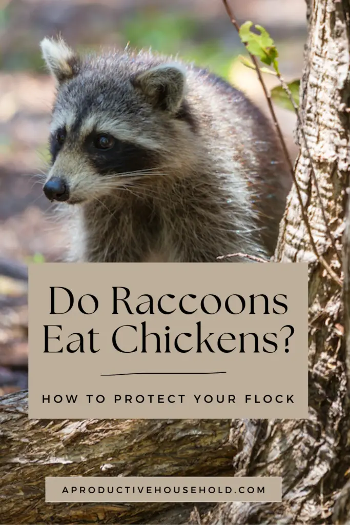 Do Raccoons Eat Apolied Meat