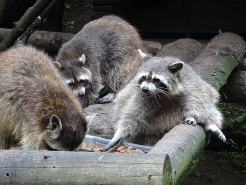 Do Raccoons Eat Chickens