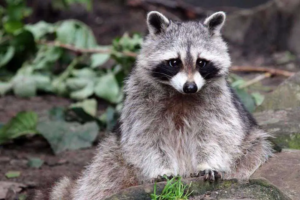 Do Raccoons Have Rabies