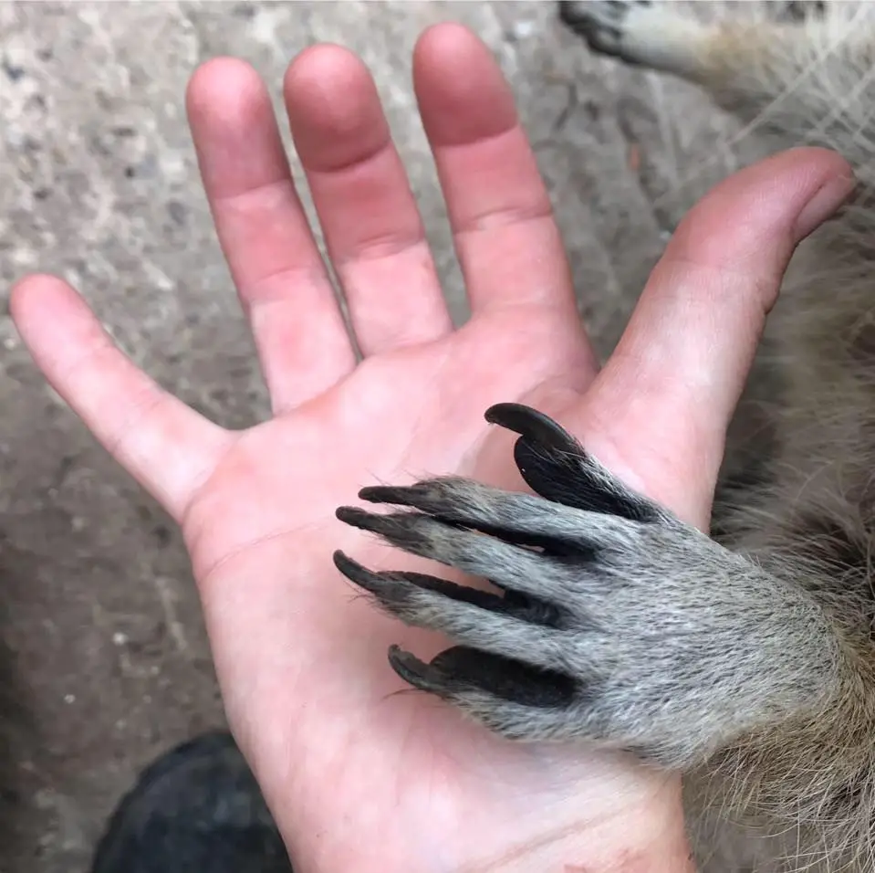 Do Raccoons Have Thumbs