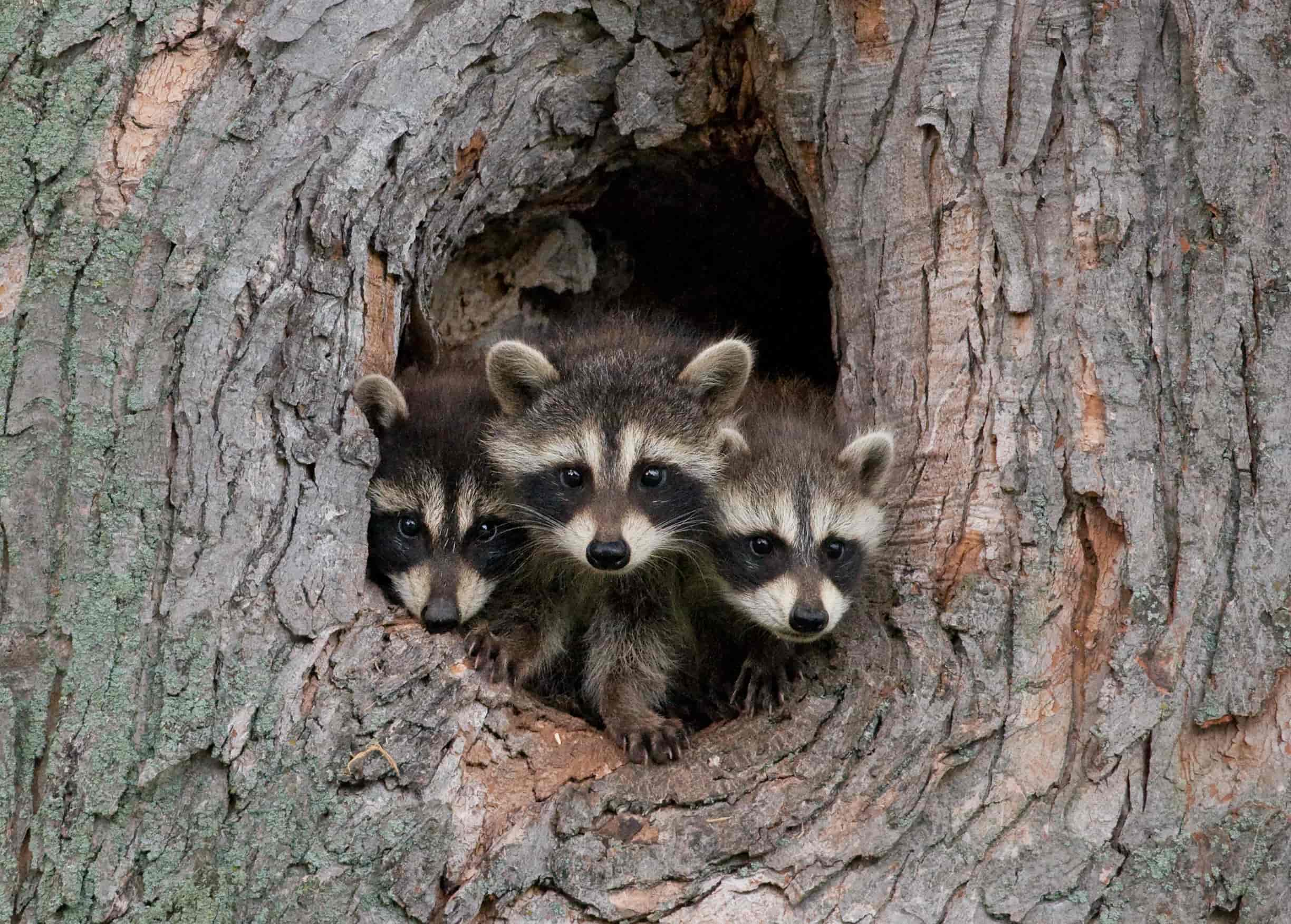 Do Raccoons Live in Trees