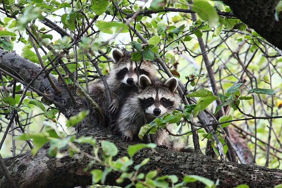 How Big are Raccoons Usally