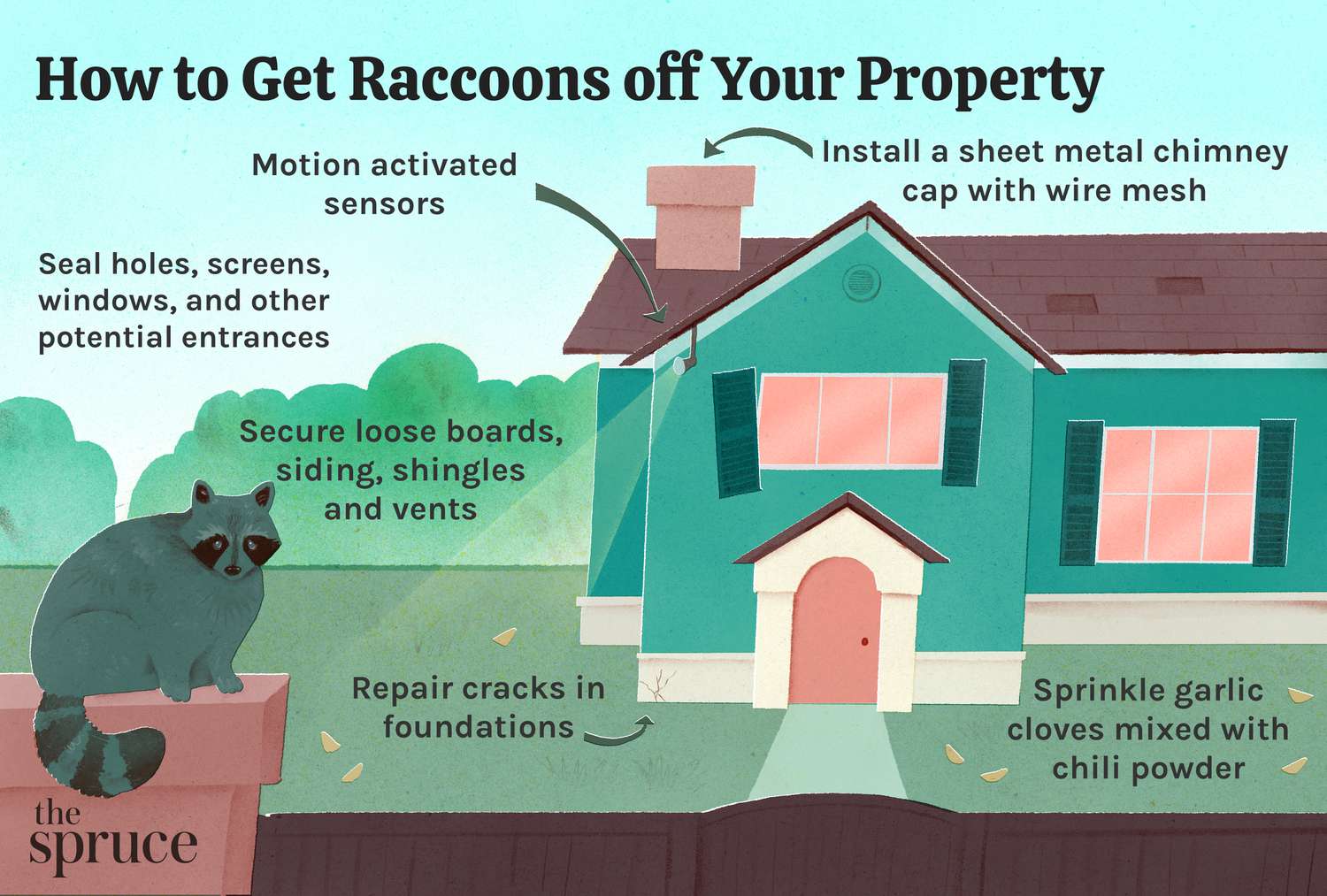 How to Repel Raccoons