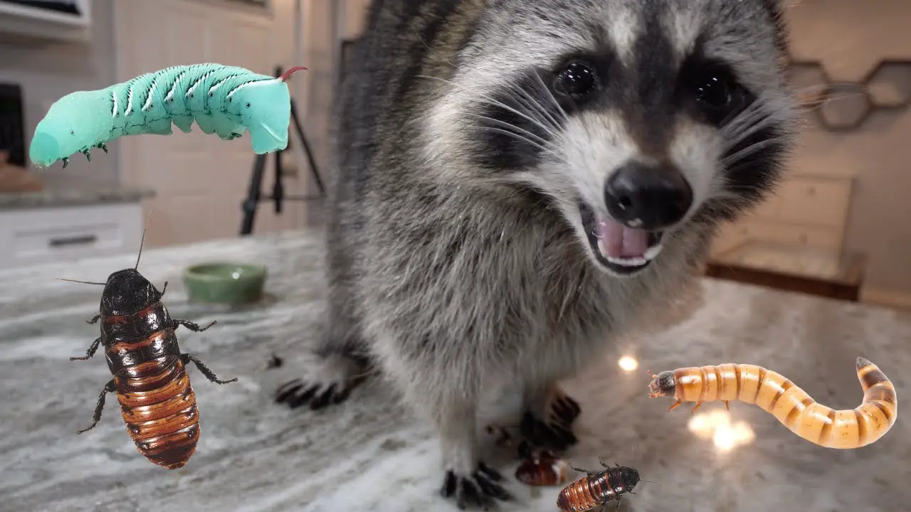What Bugs Do Raccoons Like to Eat