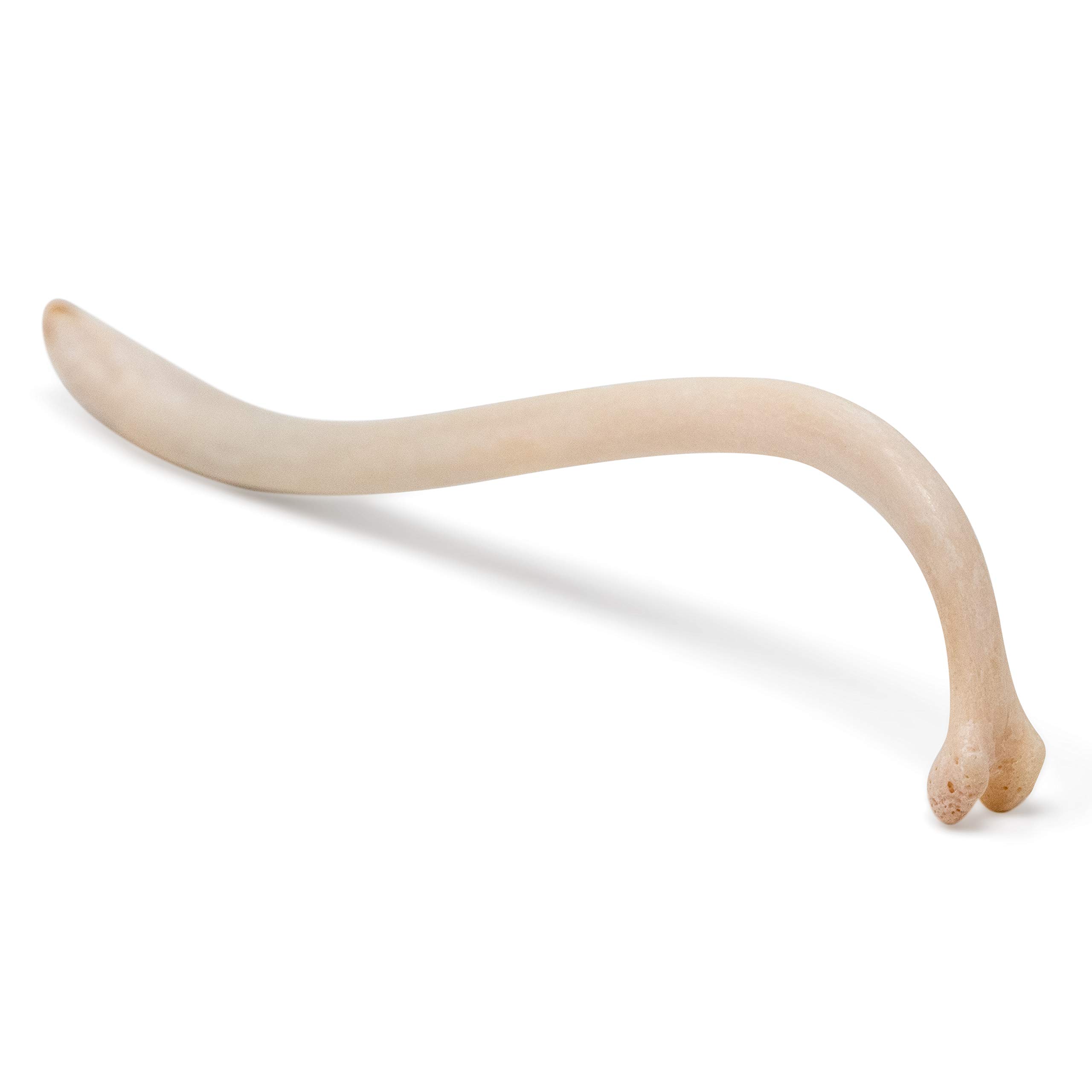 What Do People Do With Raccoon Penis Bones