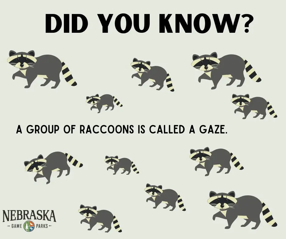 What is a Group of Raccoons Called