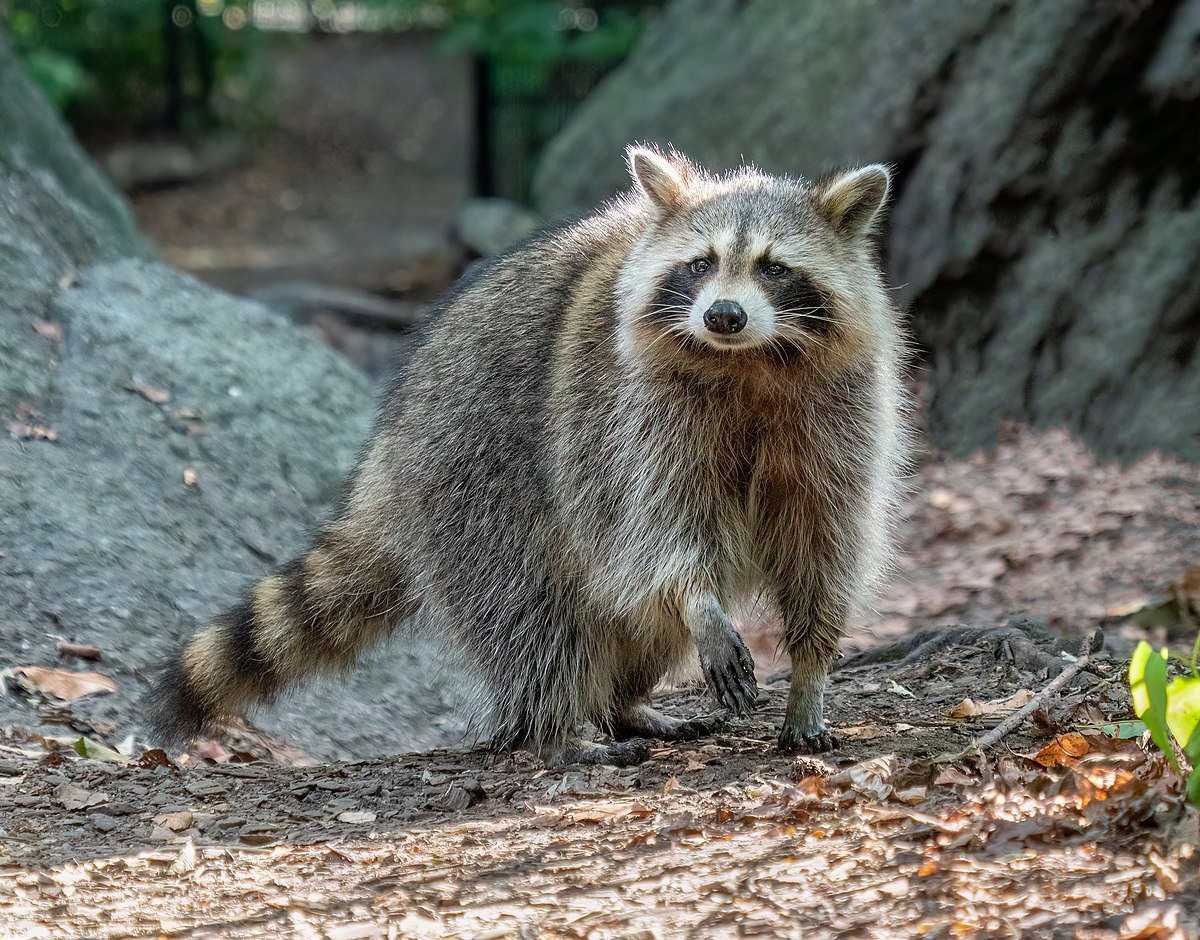 What is the Common Name for Raccoon