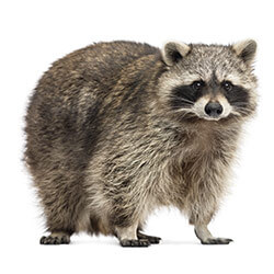 What is the Pattern of a Raccoons Tail Called