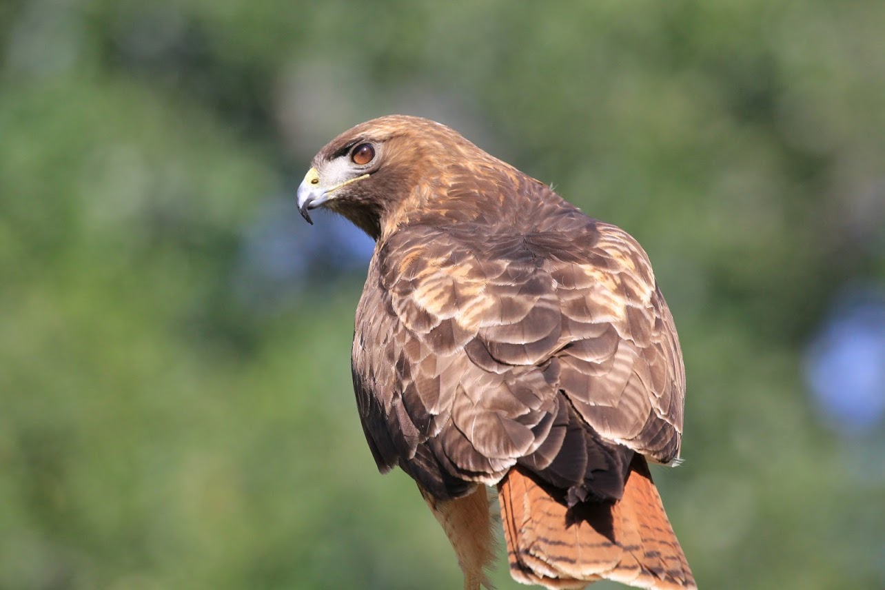 What Types of Raccoon Eat Red Tailed Hawks
