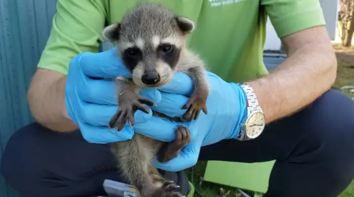 When Do Raccoons Have Babies