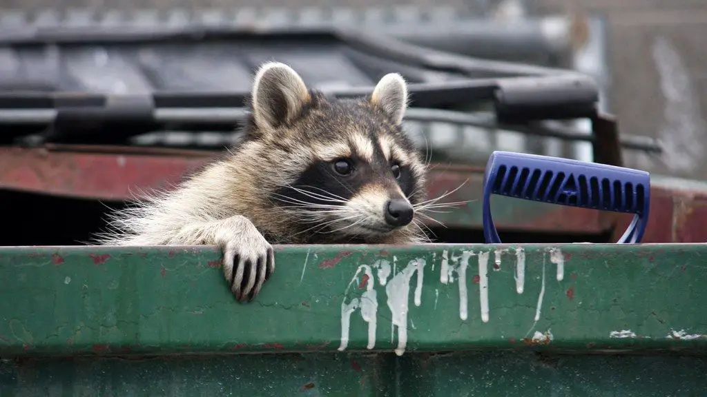 Where Can You Not Own a Raccoon