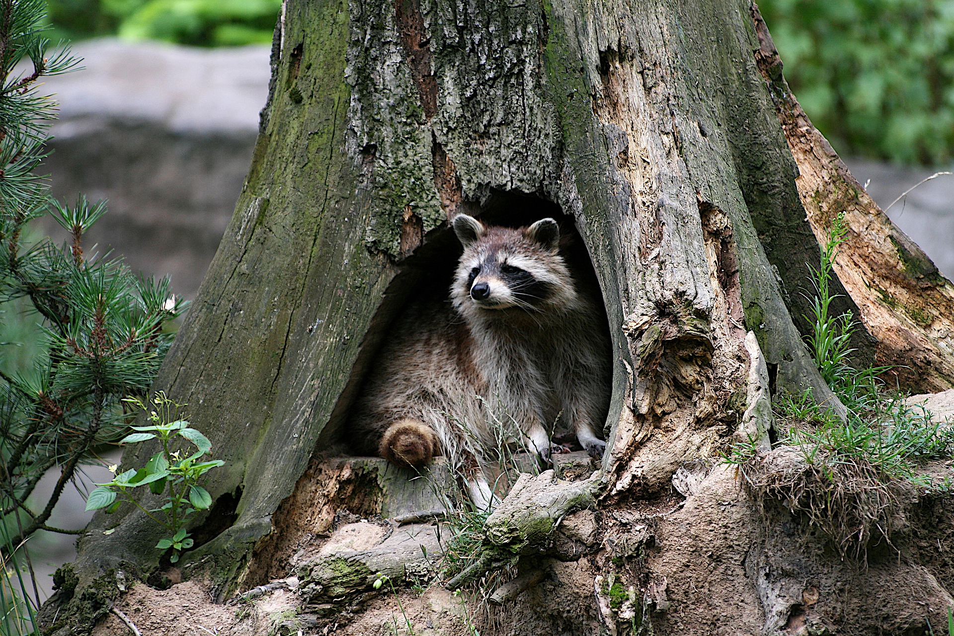Where Do Raccoons Sleep